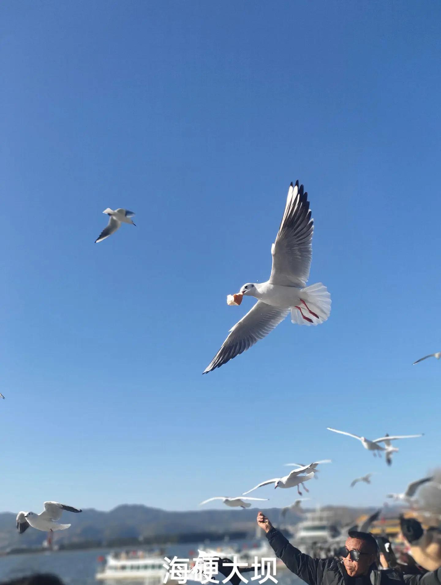 足球场上的动物名场面：海鸥、猫、狗如何干扰比赛？的简单介绍
