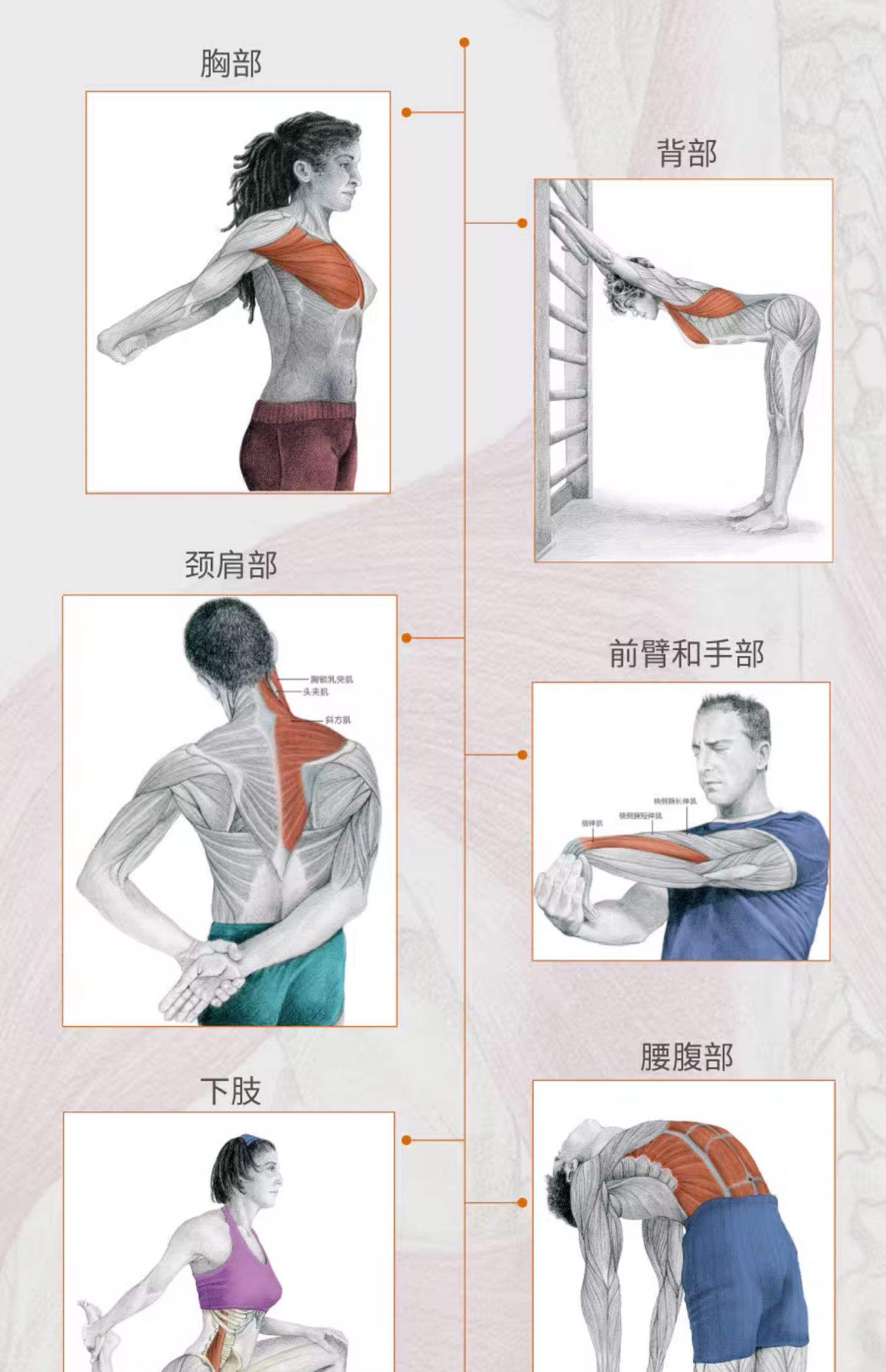 米兰平台官网-为什么运动后要拉伸？科学告诉你答案